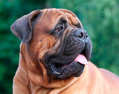 Bullmastiff