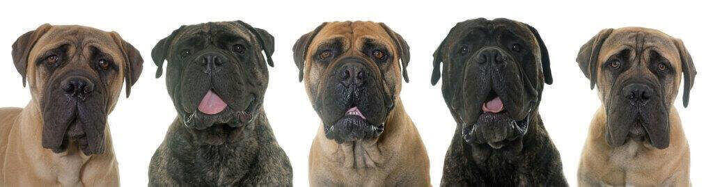 Temperamento Bullmastiff