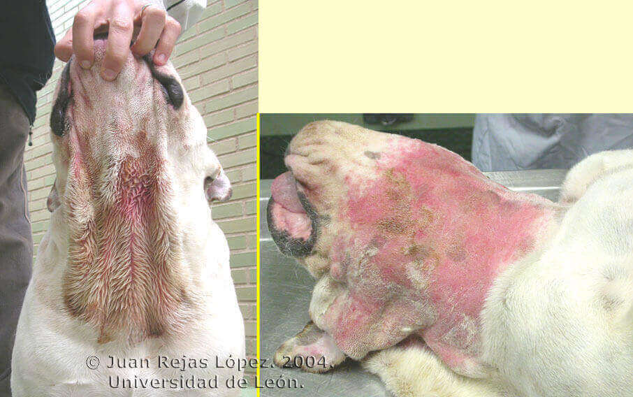 Cuidados Dermatitis aguda Bullmastiff