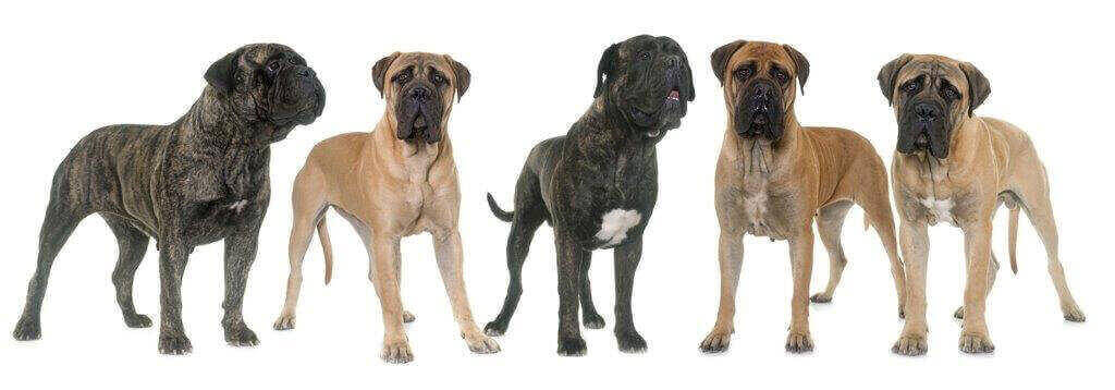 Cuidados Bullmastiff