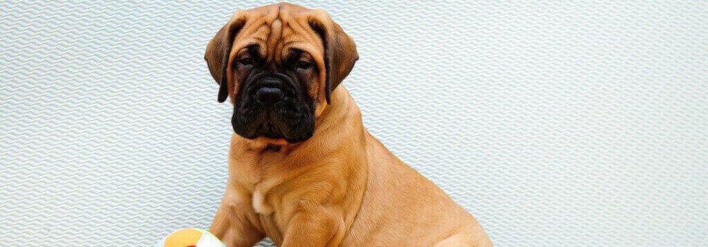 Cuidados Bullmastiff