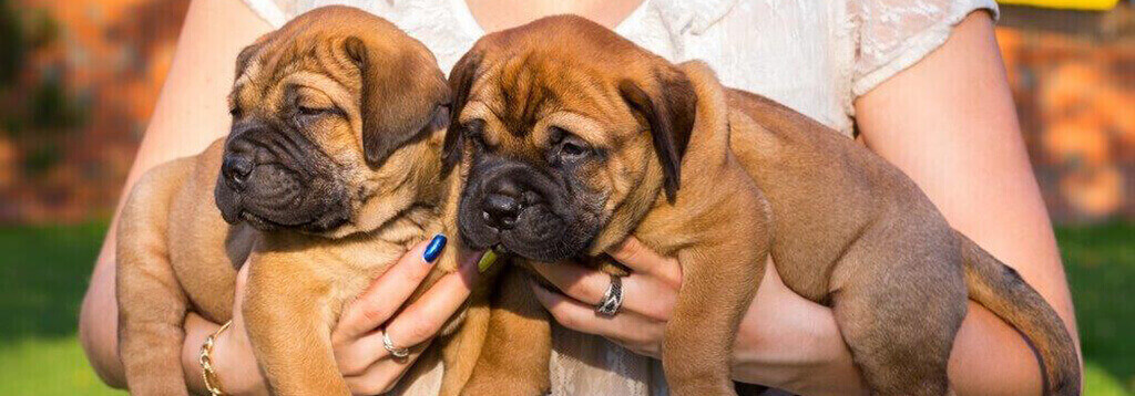 Como escoger correctamente un cachorro de Bullmastiff